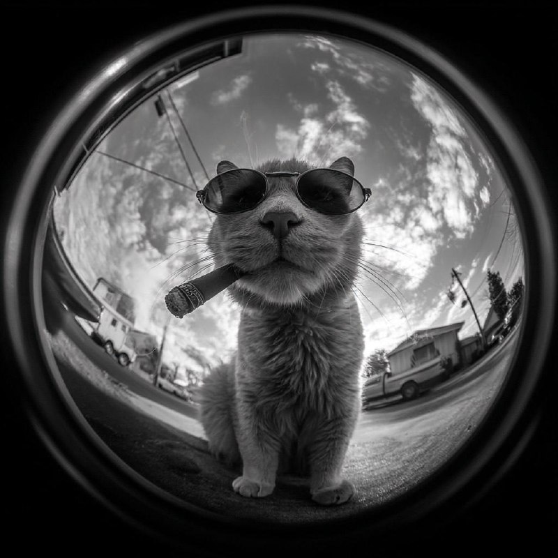 Fisheye Business Character